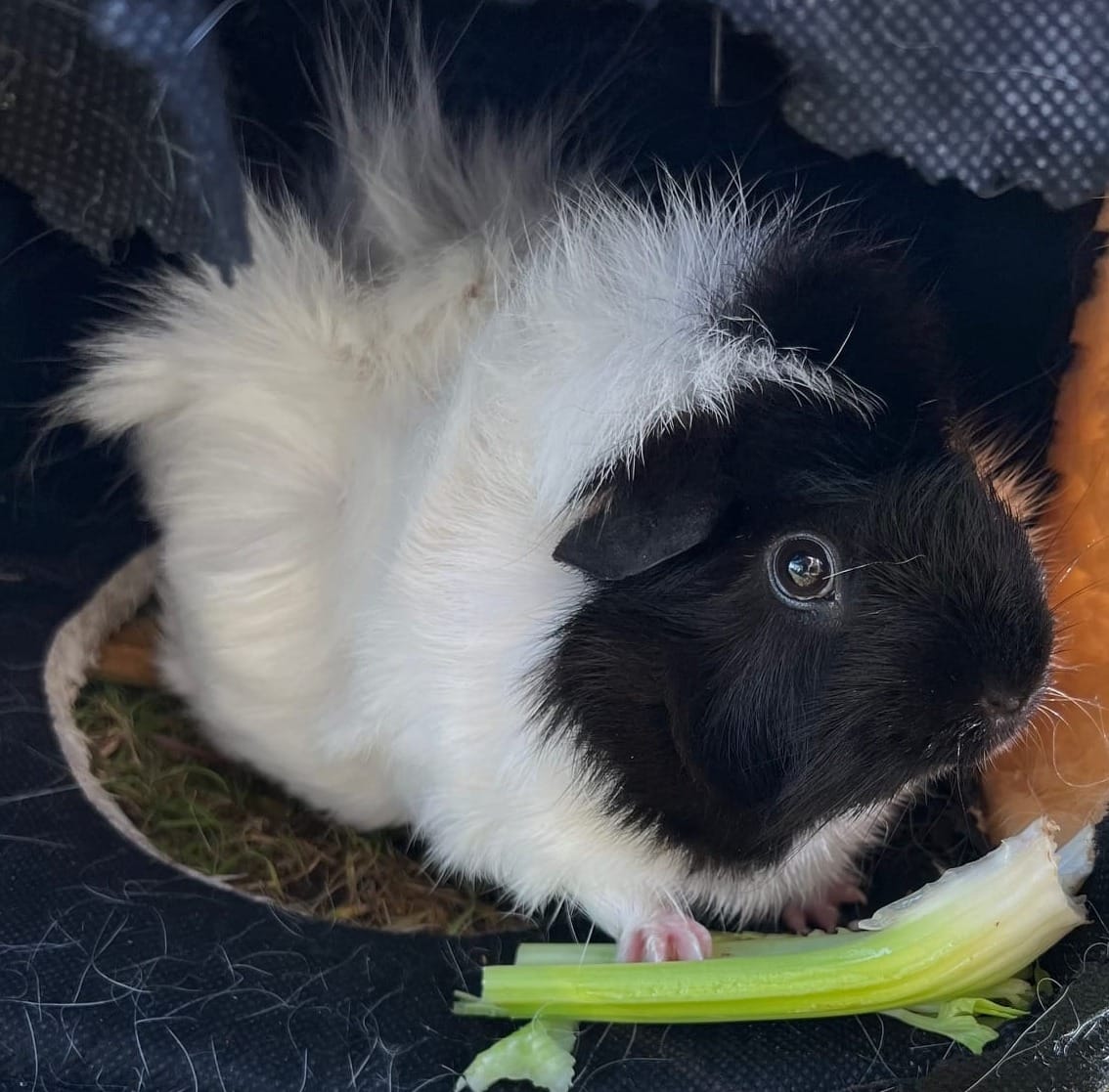 CONVERSATION PRACTICE : Parler de  son animal de compagnie