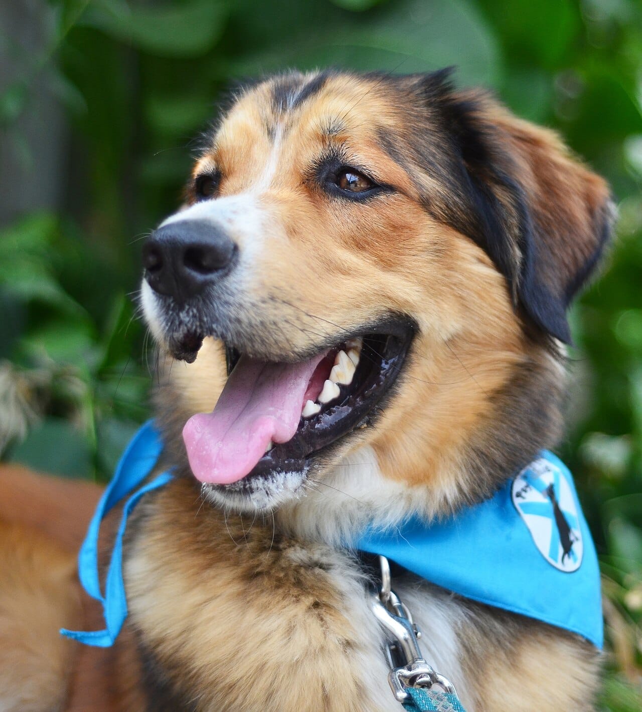 CONVERSATION PRACTICE: Garder l’animal domestique de son collègue- to look after a colleague’s pet - TCF Canada, TP &Québec: Speaking practice (task 2)-(Level B1- B2)